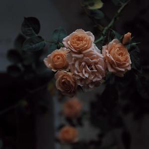 欧美人与牲动乂乂乂乂Z0Z0丶
